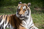 Bengal Tiger with Tongue Out