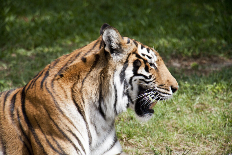 Bengal Tiger Yawn