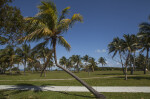 Bent Coconut Tree at Biscayne National Park