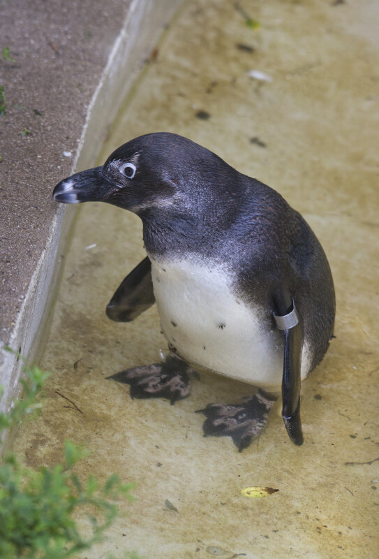 Bent Penguin Standing in Shallow Water at the Artis Royal Zoo