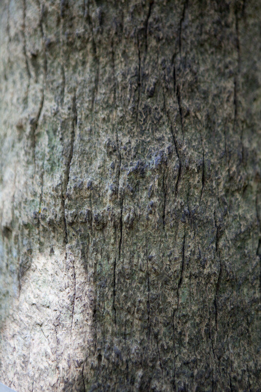 Bermuda Fan Palm Bark Detail