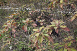 Berries and Leaves of a Shrub