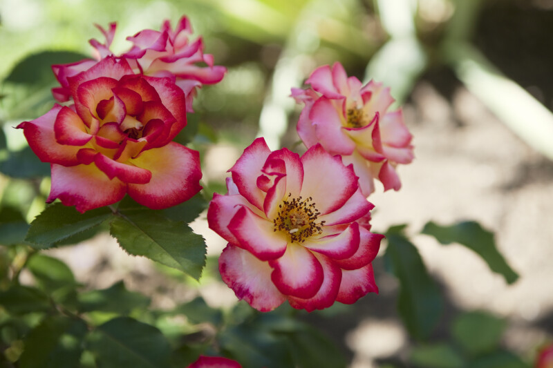 Betty Boop Roses