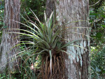 Big Air Plant