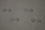 Big Cat Footprints on Sidewalk at the Big Cypress National Preserve