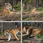 Big Cats photographs