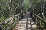 Big Cypress Bend Boardwalk