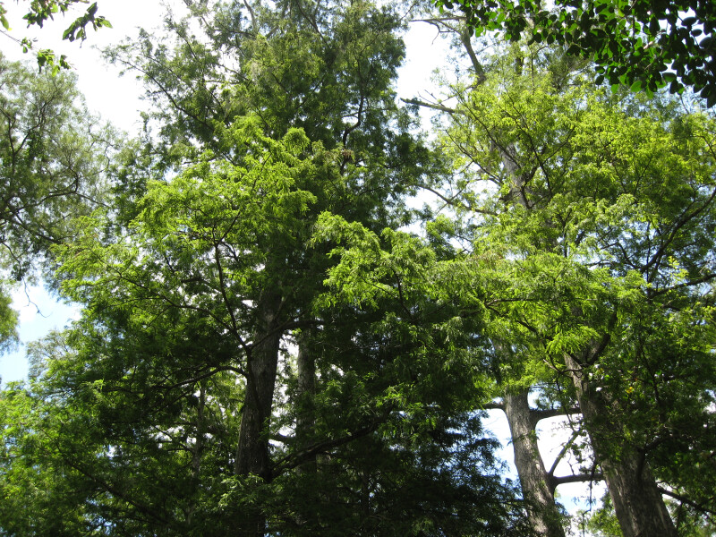 Big Cypress Trees
