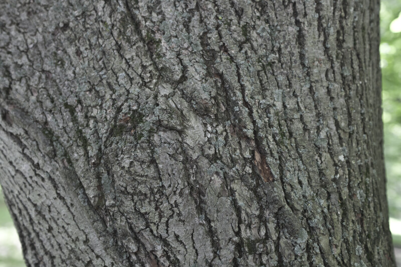 Bigleaf Linden Bark