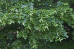 Bigleaf Linden Foliage