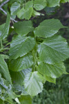 Bigleaf Linden Serrated Leaves