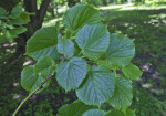 Bigleaf Linden Toothed Leaves