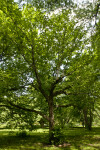 Bigleaf Linden Tree at the Arnold Arboretum of Harvard University