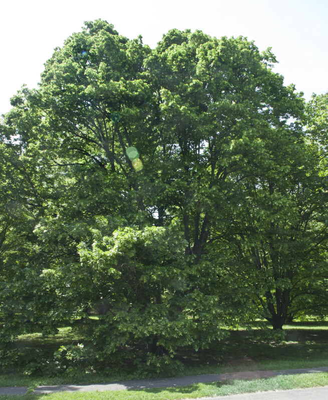 Bigleaf Linden Tree