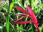 Billbergia "Pixie"