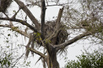 Bird Nest Secured in Branches of a Tree