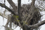 Bird Nest