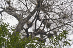 Bird Nests in the Branches of a Tree