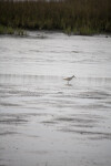 Bird Standing in Shallow Water