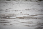 Bird Standing in the Rain