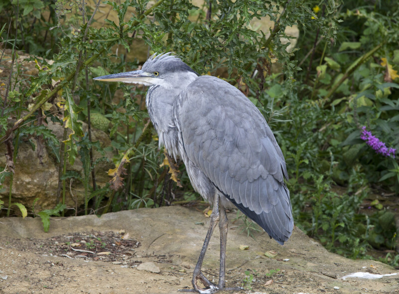 Bird with Grey Coloring at the Artis Royal Zoo