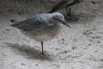 Bird with Grey Feathering and Black Beak