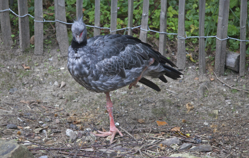 Bird with Left Leg Retracted to Body