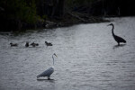 Birds at Mrazek Pond