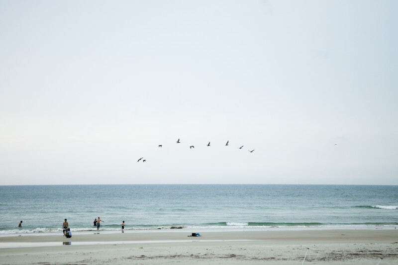 Birds Flying over Beach