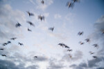 Birds Flying