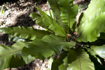 Bird's Nest Fern Center