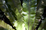 Bird's Nest Fern Frond