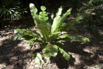 Bird's Nest Fern