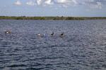 Birds Resting on Rocks that are Surrounded by Water