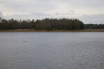 Birds Swimming in Colt Creek