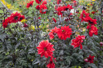 Bishop of Llandaff Dahlia