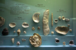 Bivalve Shells from Eocene, Oligocene,