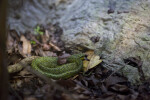 Black and Green Speckled Pit Viper