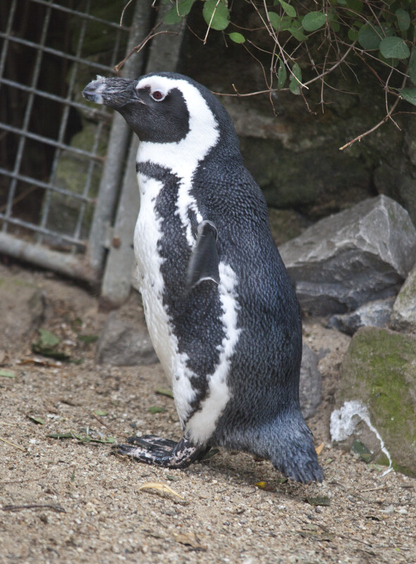 Black and White Penguin Standing in Dirt at the Artis Royal Zoo