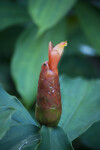 Black Ant on Red Flower Bud of Costus