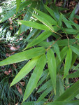 Black Bamboo Leaves