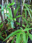 Black Bamboo