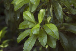 Black Bead Leaf Detail