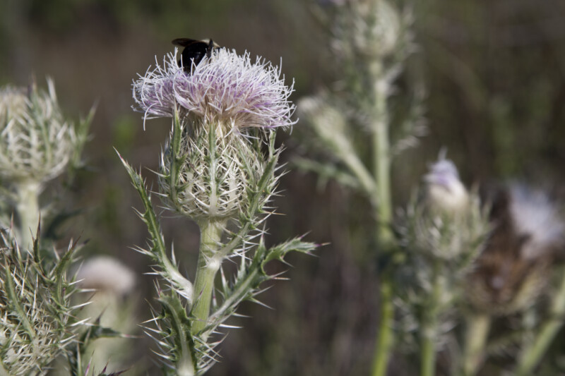 Black Bee Atop Horrible Thistle Flower