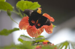 Black Butterfly Pollinating a Hibiscus Flower