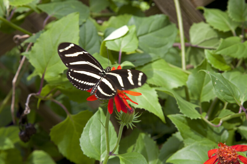 Black Butterfly with Multiple White Stripes on its Spread Wings Resting on an Orange Flower