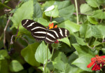 Black Butterfly with Multiple White Stripes Resting on a Flower