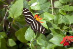 Black Butterfly with White Stripes Feeding on Nectar from a Flower