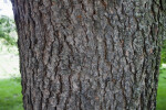 Black Cherry "Cartilaginea" Tree Bark