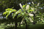 Black Cherry "Cartilaginea" Tree Branch